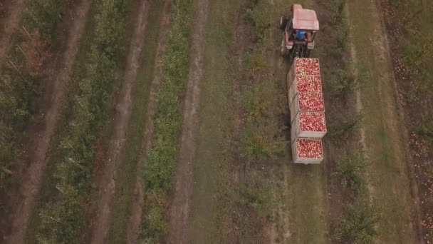 Tractor con un remolque lleno de manzanas — Vídeo de stock