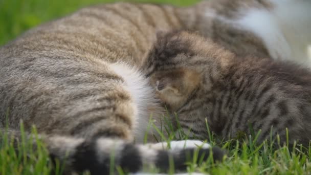 Mamá gato alimenta su gatito — Vídeo de stock