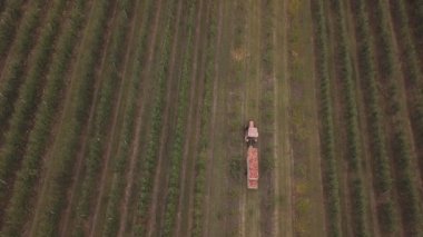 Bir kamyon dolusu elması olan traktör.
