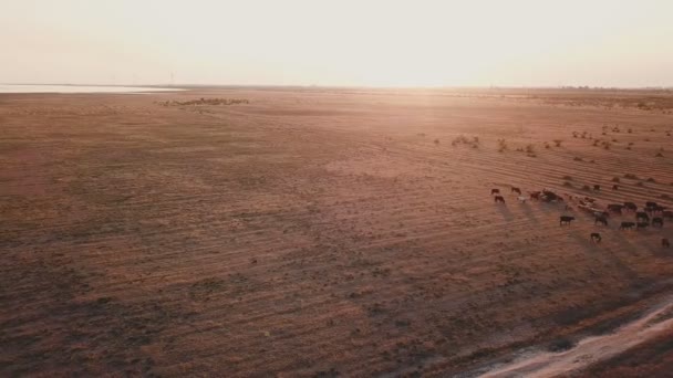 Vacas pastam no pasto — Vídeo de Stock