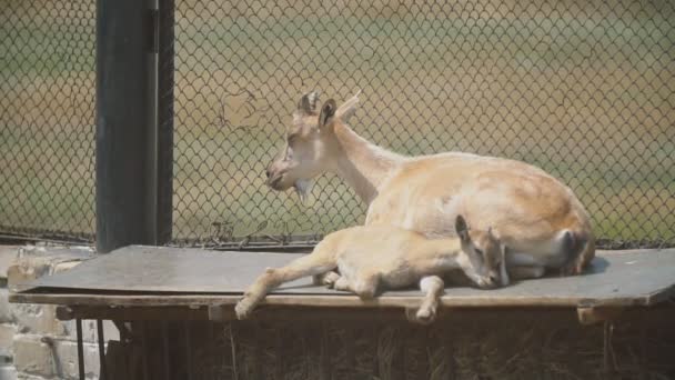 Família de cabras se aquecendo ao sol — Vídeo de Stock