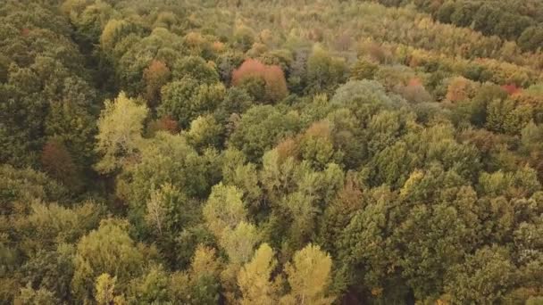 Herfst bos luchtfoto uitzicht — Stockvideo