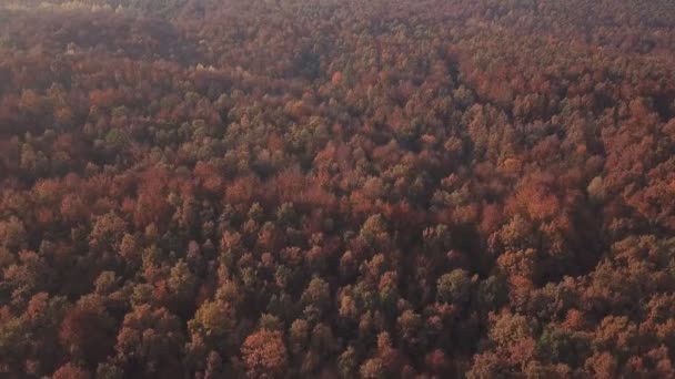 Autunno foresta vista aerea — Video Stock