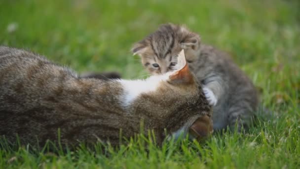 Маленький котенок сидит под защитой своей матери — стоковое видео