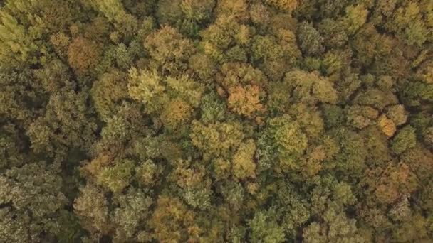 Automne forêt vue aérienne