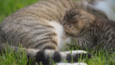 Küçük kedi yavrusu annesinin sütünü emiyor.