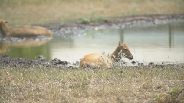 Rehe liegen in der Nähe der Pfütze — Stockvideo