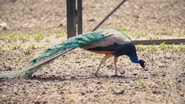 Pfau spaziert über den Hof — Stockvideo