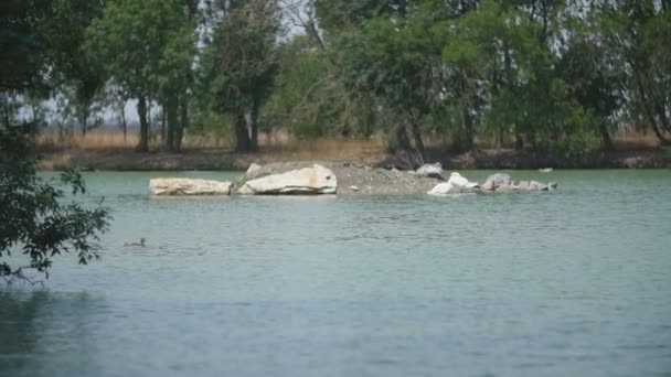 Cisnes lejos en la isla — Vídeo de stock