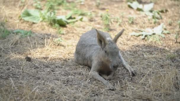 Schweinchen lügt — Stockvideo