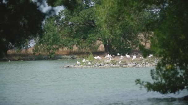 Cisnes lejos en la isla — Vídeos de Stock