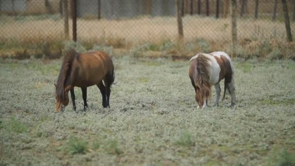 Cavalos de pônei estão pastando no gramado — Vídeo de Stock