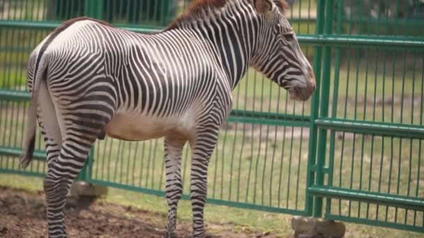 Koń Zebra stoi w ptaszarni — Wideo stockowe