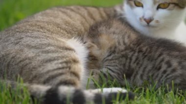 Küçük kedi yavrusu annesinin sütünü emiyor.