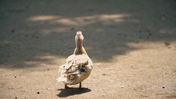 Утка стоит и греется на солнце — стоковое видео
