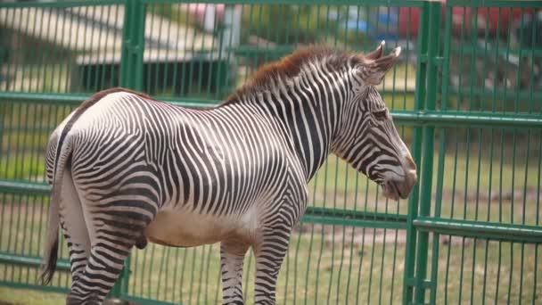 Zebra ló áll a madárházban. — Stock videók