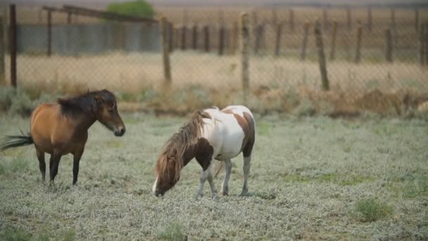 Ponypaarden grazen op het grasveld — Stockvideo