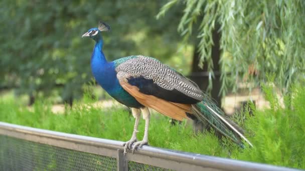 paon se tient sur la clôture 