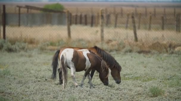 Άλογα πόνυ βόσκουν στο γρασίδι — Αρχείο Βίντεο