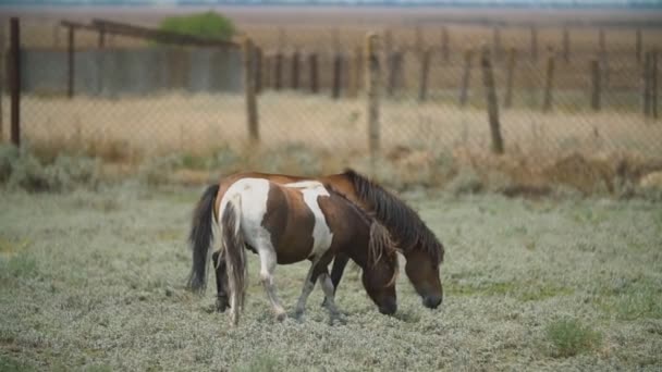 Caballos pony están pastando en el césped — Vídeo de stock