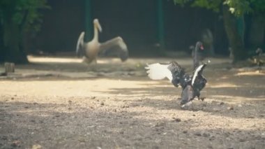 İki siyah kuğu kanatlarını çırpıyor.