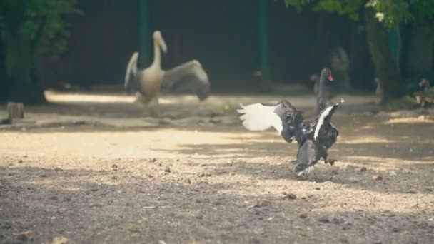 Two black swans flap their wings — Stock video