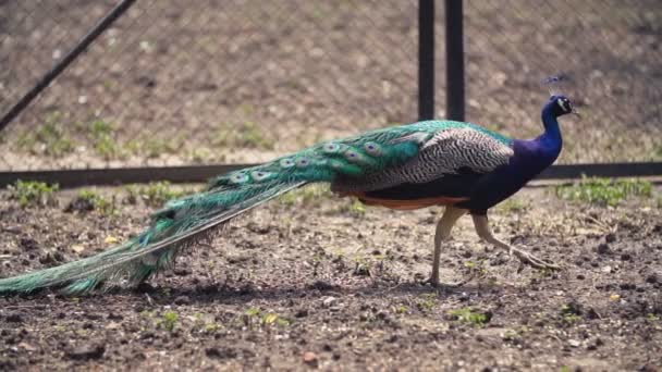 Peacock walking in the park — Stock Video