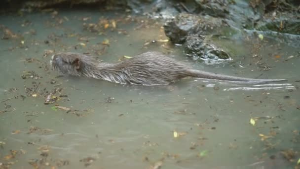 Nutria nada en su estanque — Vídeo de stock