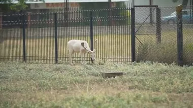 Büyük boynuzlu beyaz geyik