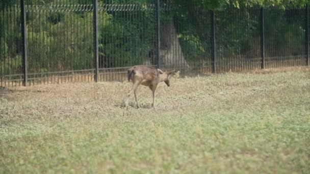 Cervo cammina vicino a una recinzione di metallo — Video Stock