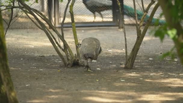 Female peacock walks in the park — 비디오