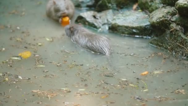 Nutria swims in its pond — Stock Video