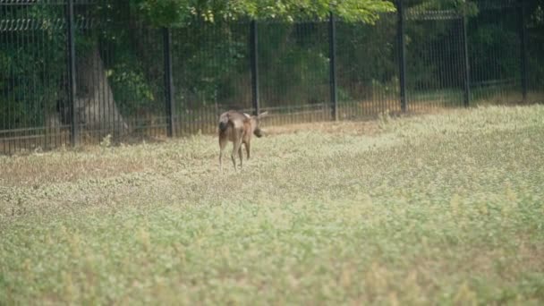 Des cerfs marchent près d'une clôture métallique — Video