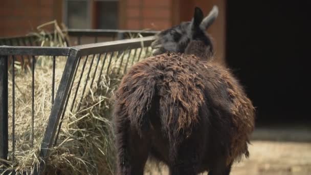 Lamas fressen Heu aus der Krippe — Stockvideo