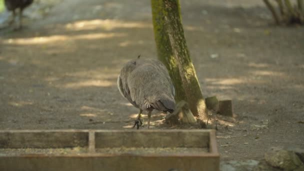 Femme paon promenades dans le parc — Video