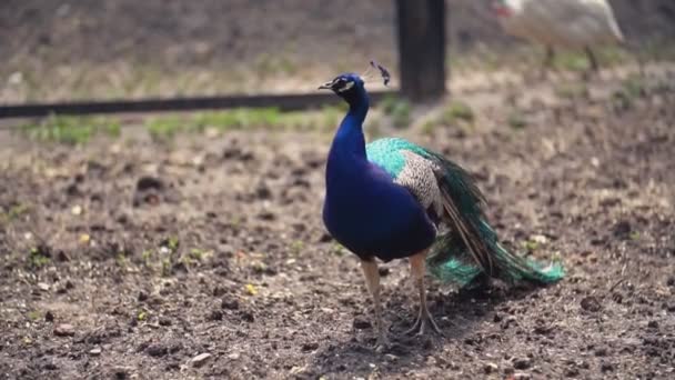 Peacock walking in the park — Stock Video