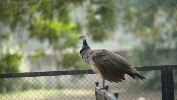 Pavão fêmea caminha no parque — Vídeo de Stock