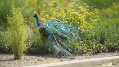 tavus kuşu onun parkta bir yürüyüş