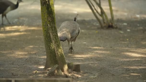 Pavo real femenino camina en el parque — Vídeo de stock