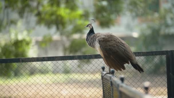 Female peacock walks in the park — Stock video