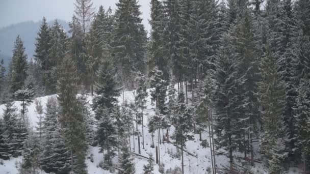 Árvores de Natal nas Highlands — Vídeo de Stock