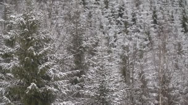 Wald mit Frost bedeckt — Stockvideo