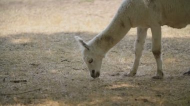 Lama kurutulmuş otları topluyor.