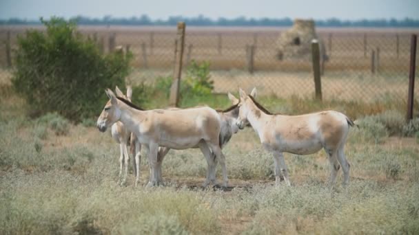 A group of donkeys stand on a pasture — Stock Video