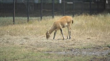 Geyik metal bir çitin yanında yürüyor