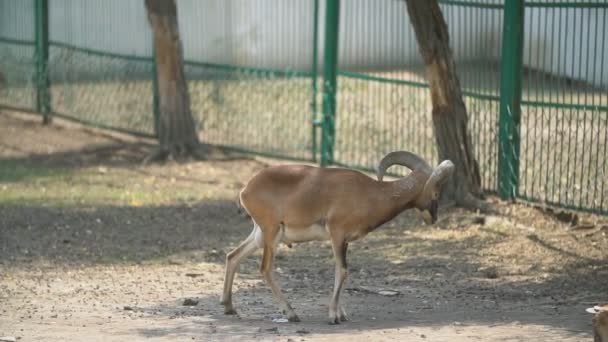 Paar geit met geit in het park — Stockvideo