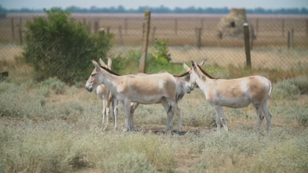 A group of donkeys stand on a pasture — Stock Video