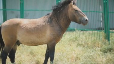 Bir at çitin yanında duruyor.