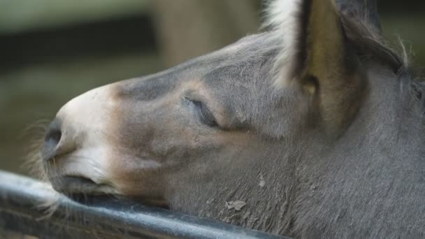 Un grupo de burros de pie en un pasto — Vídeos de Stock