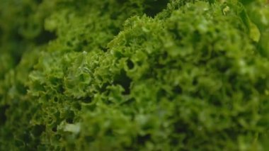 Ahşap tepside marul sebzesi